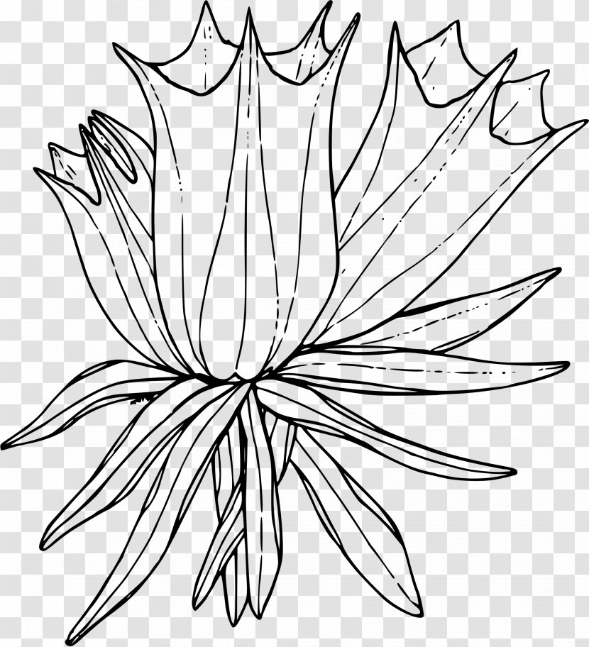 Leaf Line Art Black-and-white Plant Coloring Book - Herbaceous Symmetry Transparent PNG