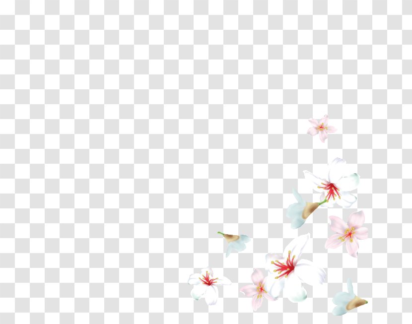Cherry Blossom Desktop Wallpaper Flowering Plant ST.AU.150 MIN.V.UNC.NR AD - Tree Transparent PNG