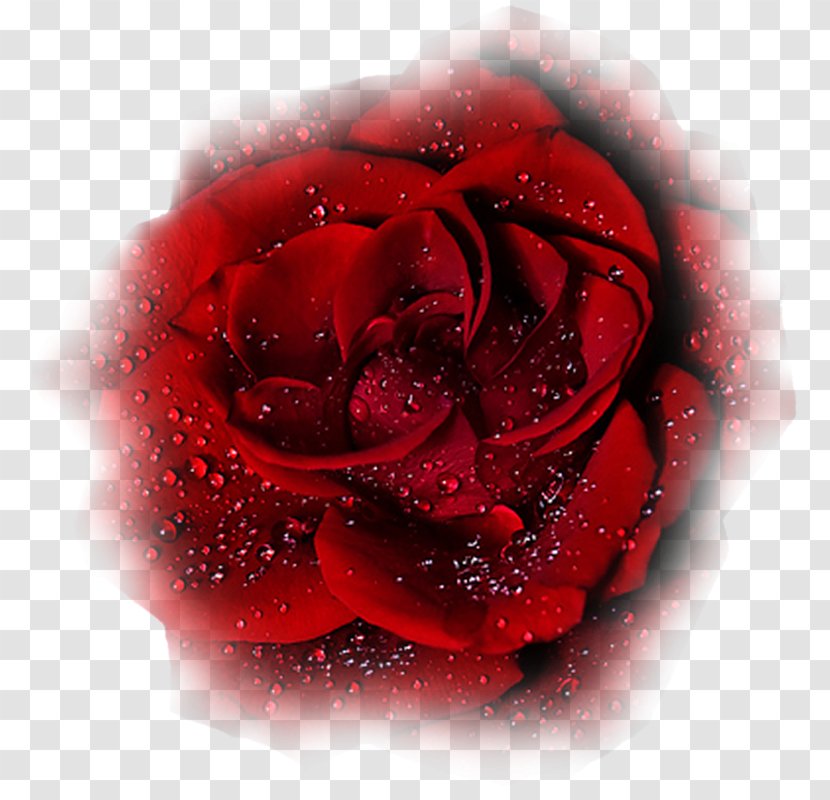 Garden Roses Desktop Wallpaper - Macro Photography - Close Up Transparent PNG