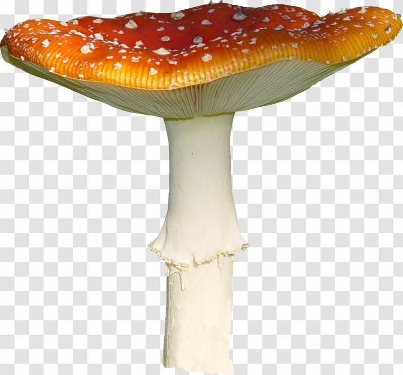 Amanita Muscaria Mushroom Fungus - Wild Mushrooms Transparent PNG