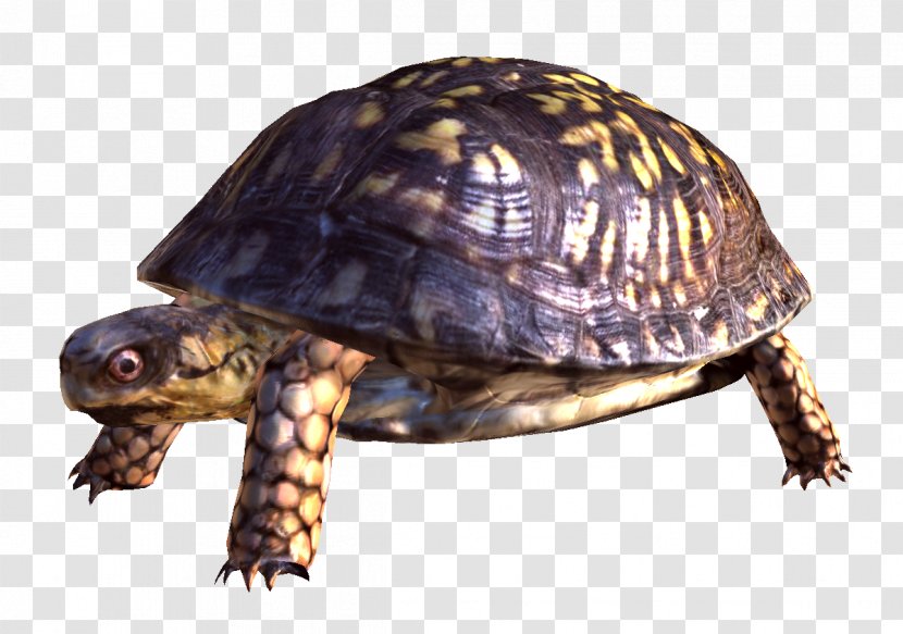 Turtle Reptile Download - Box - Best Collections Image Transparent PNG