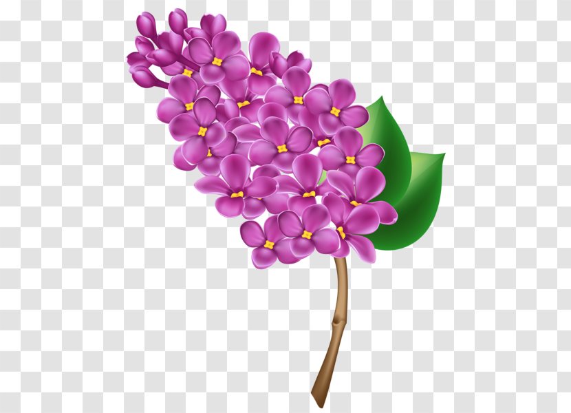 Common Lilac Clip Art - Violet - Floral Transparent PNG