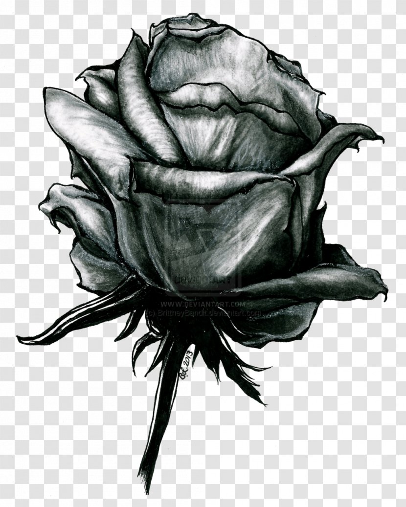 Rose Family Drawing /m/02csf Petal Leaf Transparent PNG