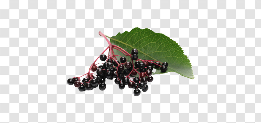 Grape Zante Currant Fruit Berry Berry Transparent PNG