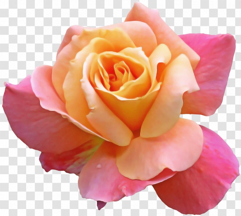 Garden Roses - Flower - Rose Family Floribunda Transparent PNG