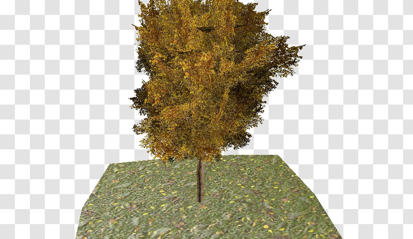 Evergreen Leaf Ginkgo Biloba Tree Transparent PNG