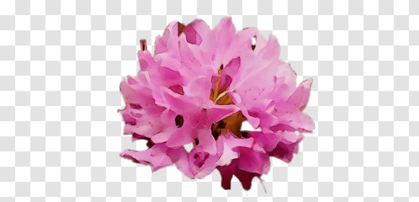 Cut Flowers Herbaceous Plant Flower Petal Lilac M Transparent PNG