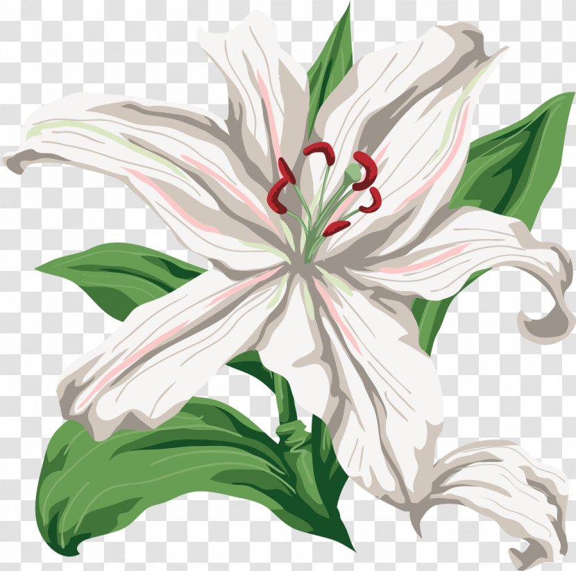 Lilium Cut Flowers Clip Art - Information - White Flower Transparent PNG