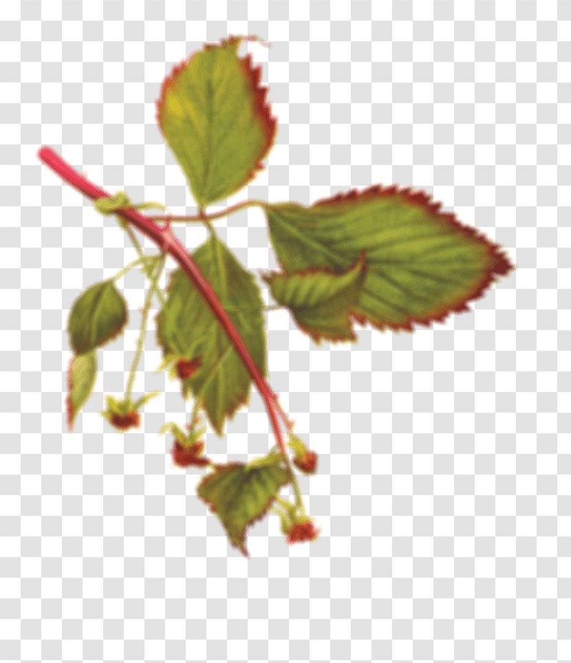 Wild Roots Vodka Marionberry Raspberry - Brennerei - Mojito Transparent PNG