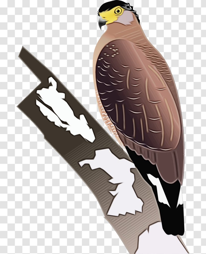 Eagle Drawing - Crested Serpent - Coopers Hawk Falconiformes Transparent PNG