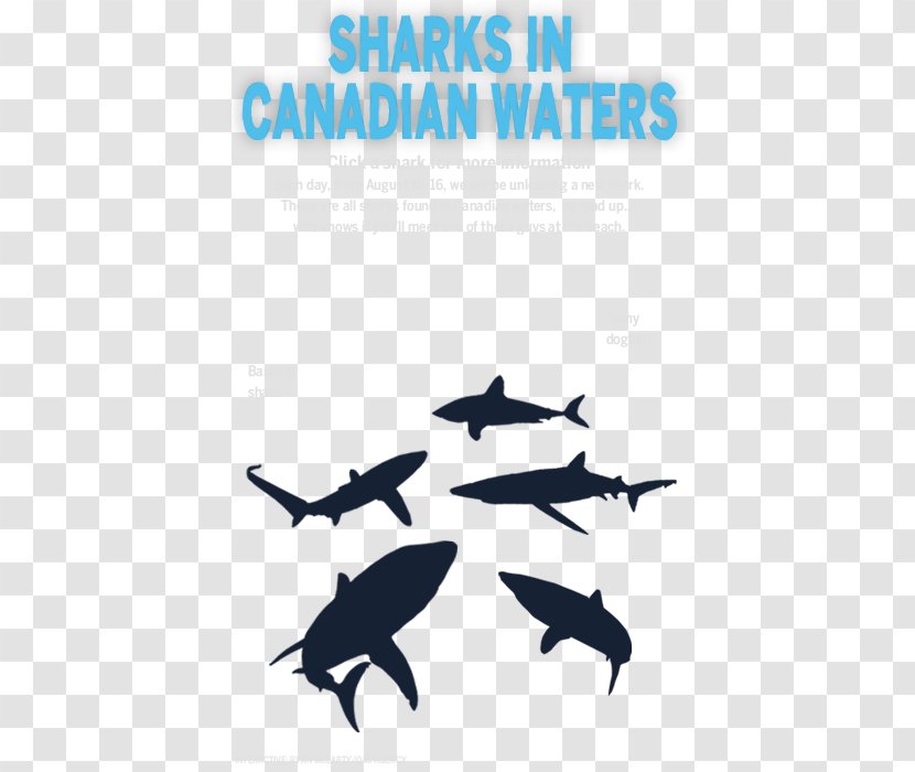 Dolphin Killer Whale Shark Logo Font - Week Transparent PNG