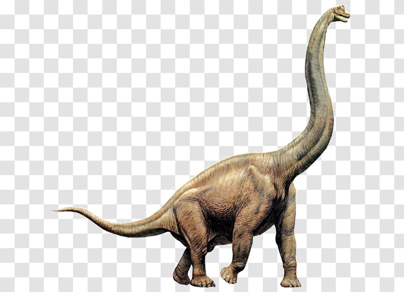 Brachiosaurus Diplodocus Giraffatitan Apatosaurus Dinosaur Size Transparent PNG