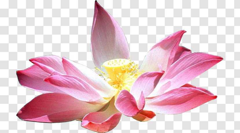 Nelumbo Nucifera Flower Lotus Cars Petal Transparent PNG