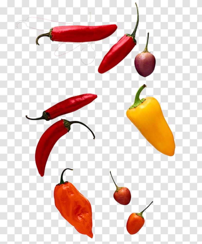Chili Pepper Computer File - Fruit - Sichuan Variety Of Chilli Peppers Transparent PNG