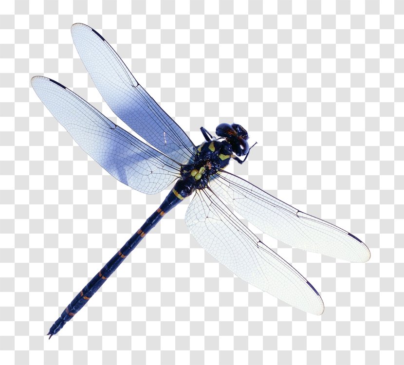 Dragonfly Stock Photography Image Beetle - Animal - Da Transparent PNG