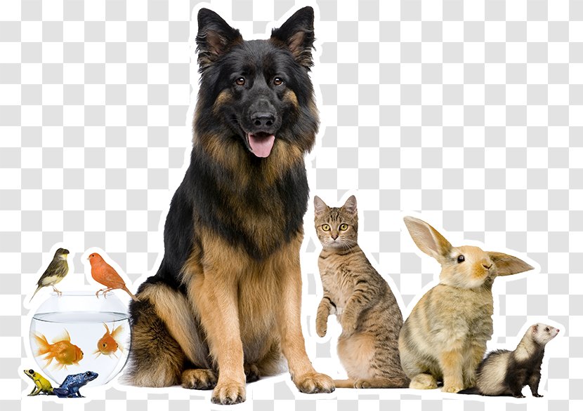 Pet Sitting All Creatures Care Cottage Veterinary Hospital - Snout - Dr. Rand Spongberg Dog VeterinarianDog Transparent PNG