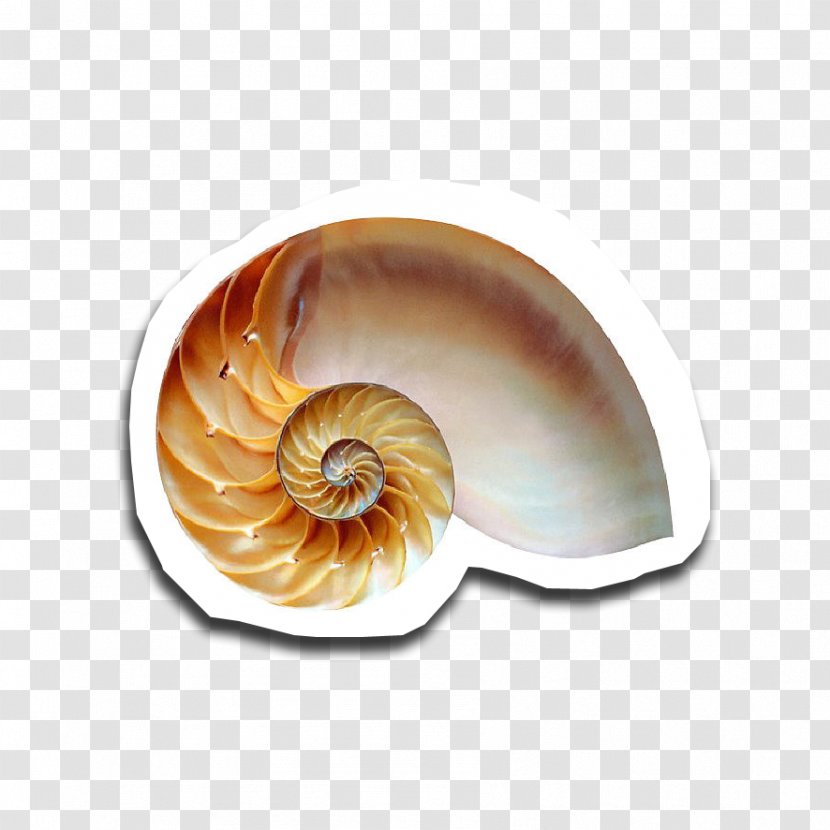 Snail Golden Ratio Fibonacci Number Chambered Nautilus Transparent PNG