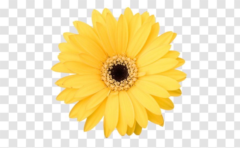 Flower Bouquet Transvaal Daisy Stock Photography Common - Cut Flowers Transparent PNG