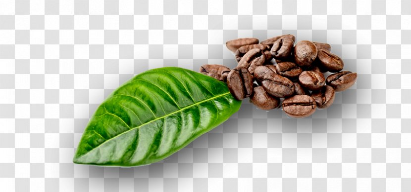 Coffee Bean Coffea Leaf Stock Photography - Superfood - Beans Transparent PNG
