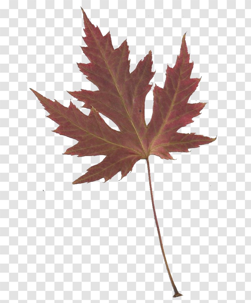 Maple Leaf Japanese Clip Art - Library - Cliparts Transparent PNG