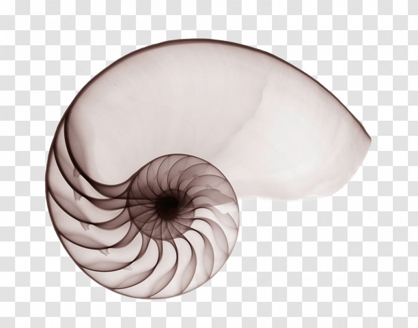 Nautilidae Seashell Chambered Nautilus Mollusc Shell Spiral - X-ray Transparent PNG