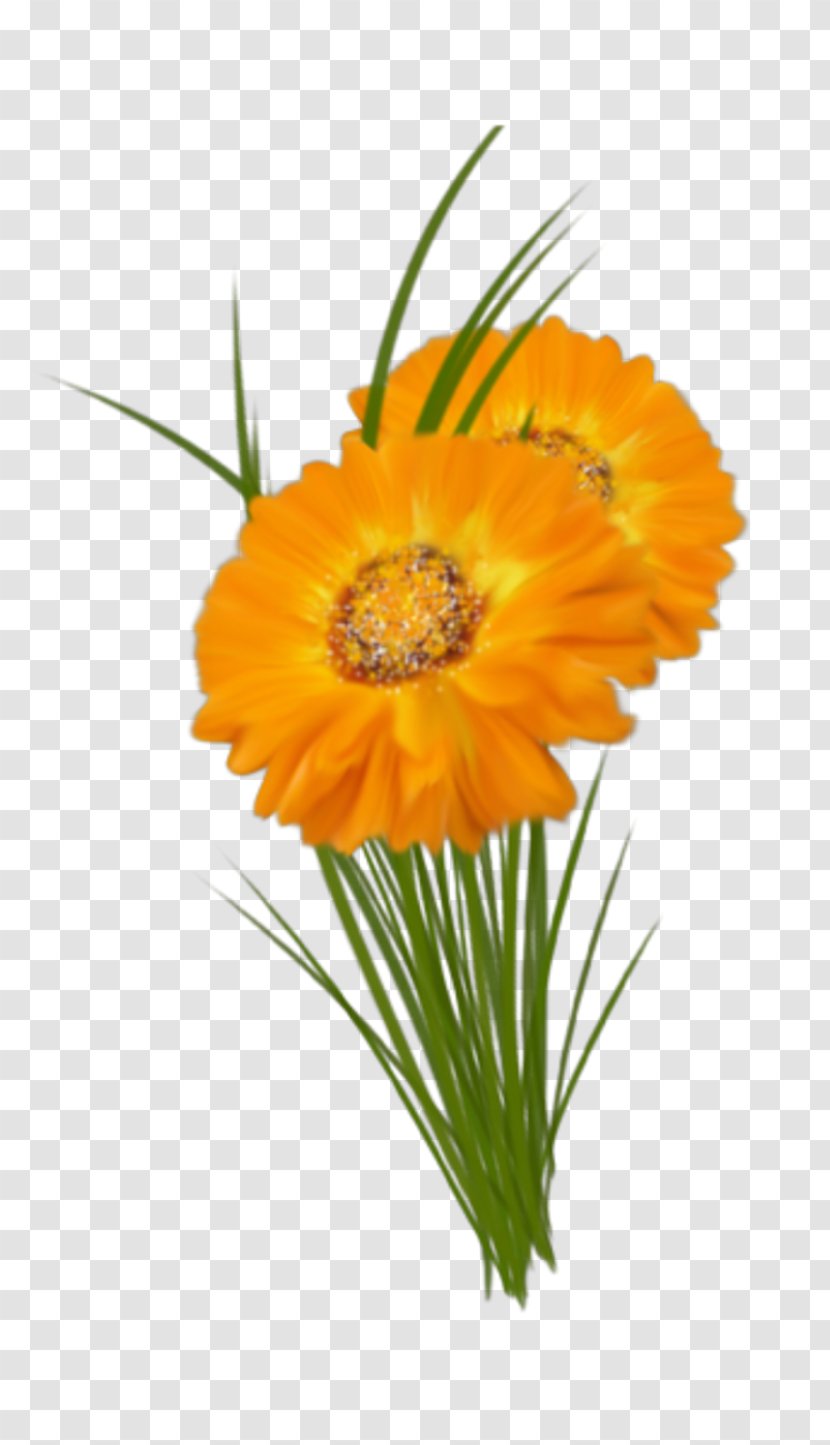 Transvaal Daisy Cut Flowers Floral Design Marigolds - Flower Transparent PNG
