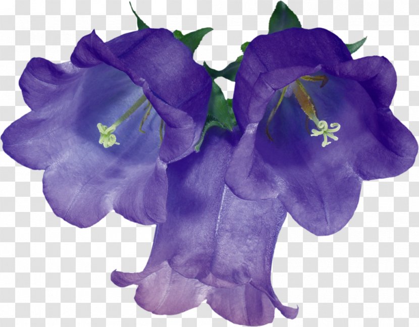 Cut Flowers Floral Design Blue Clip Art - Violet - Flower Transparent PNG