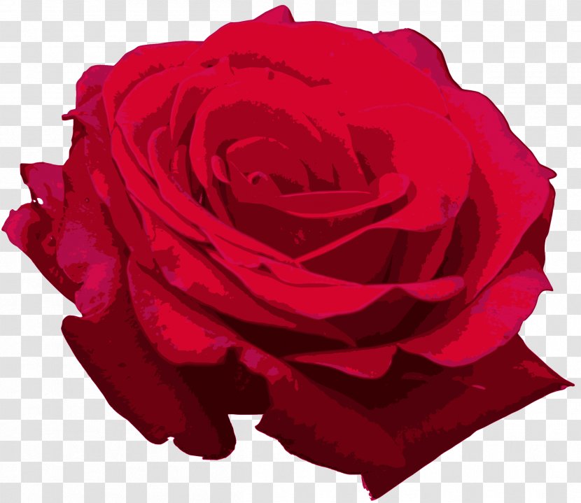Centifolia Roses Flower Clip Art - Rose - Red Transparent PNG