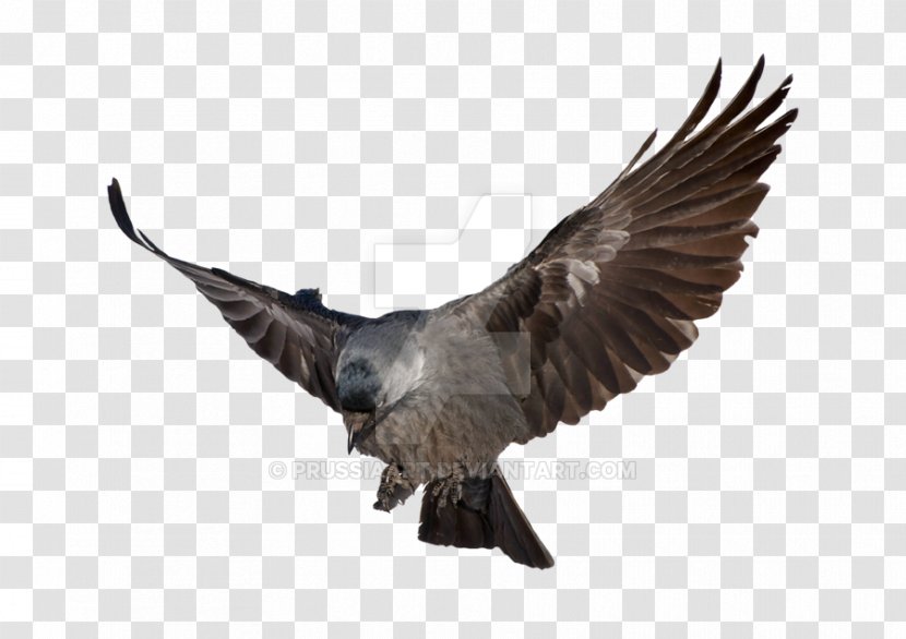 Common Raven Bird Clip Art Bald Eagle Transparent Png