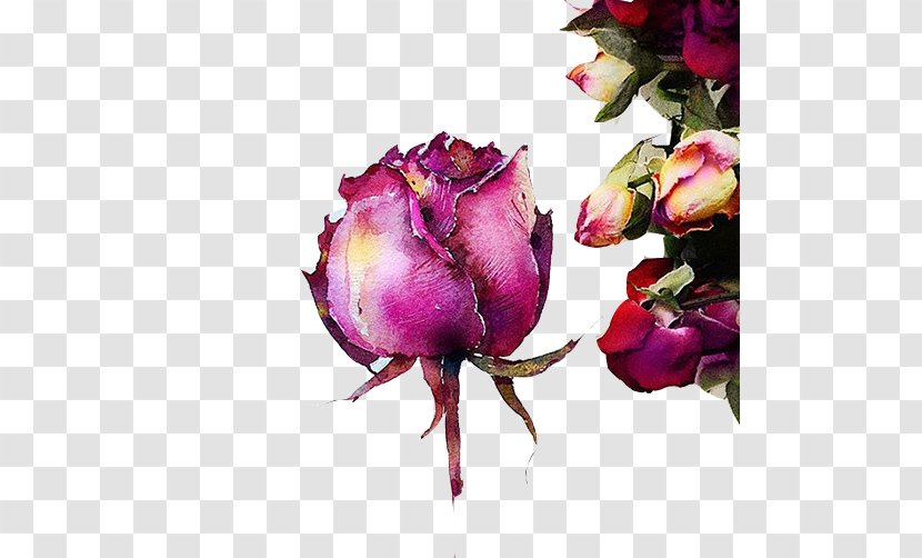Watercolor Painting Drawing Art Illustration - Flowering Plant - Rose Pencil Material Picture Transparent PNG