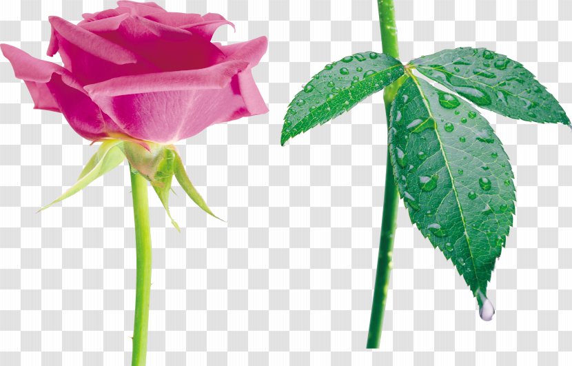 Beach Rose China Family Garden Roses Still Life: Pink - Flowerpot - Cadillac Cliparts Transparent PNG