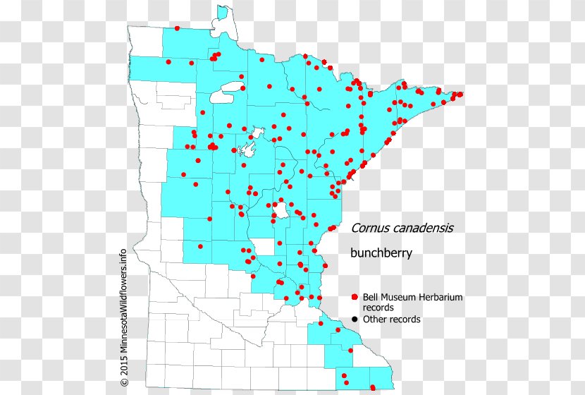 Line Point Map Organism Tuberculosis - Diagram Transparent PNG