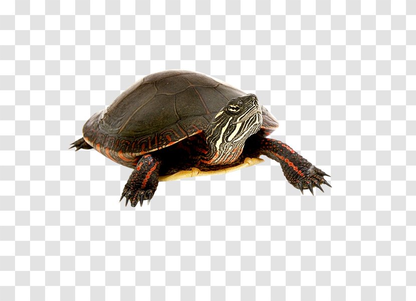Turtle Tortoise Clip Art - Coahuilan Box - Tortuga Transparent PNG