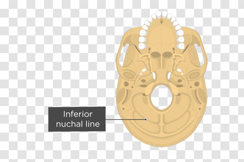 Stylomastoid Foramen Anatomy Occipital Bone Human Body Jugular - Brass - Skull Transparent PNG