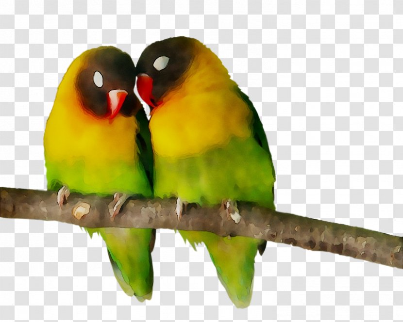 Lovebird Parakeet Feather Pet Beak - Twig Transparent PNG