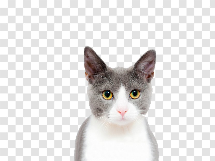 Cat Play And Toys Kitten Dog Pet - European Shorthair - Face Closeup Transparent PNG