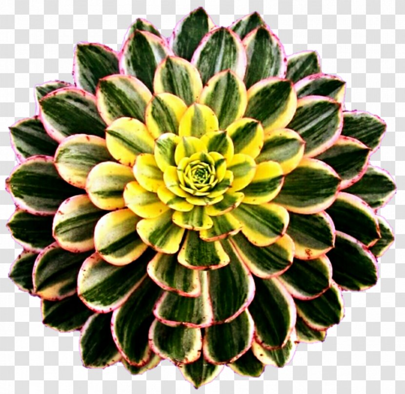 Aeonium Haworthii Succulent Plant Cactaceae Houseplant Garden - Flower Transparent PNG