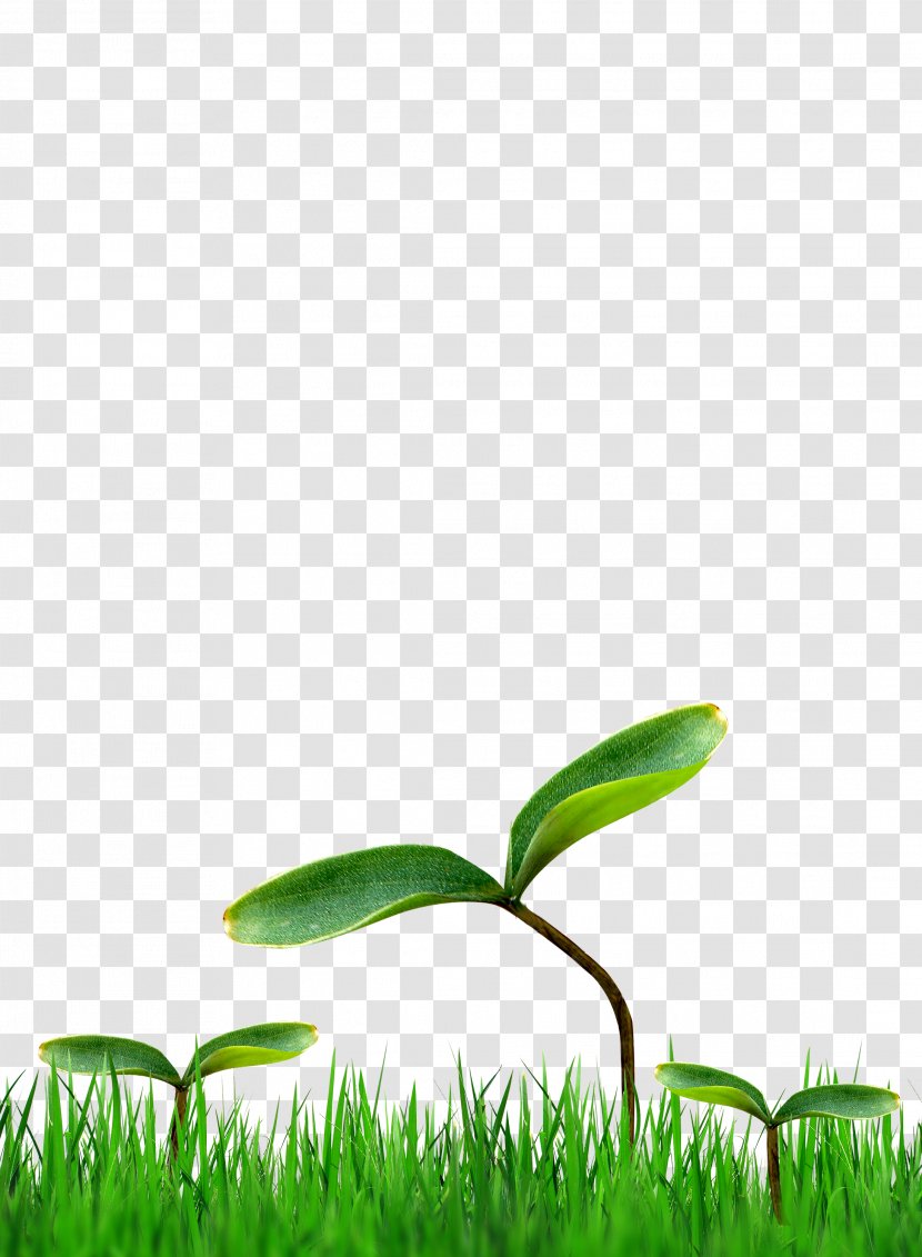 Grass - Plant - Leaf Transparent PNG