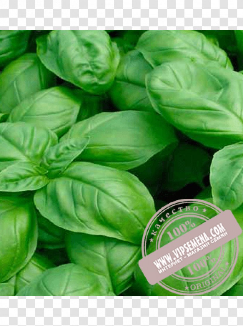 Italian Cuisine Thai Basil Genovese Holy - Heirloom Plant - Seed Transparent PNG