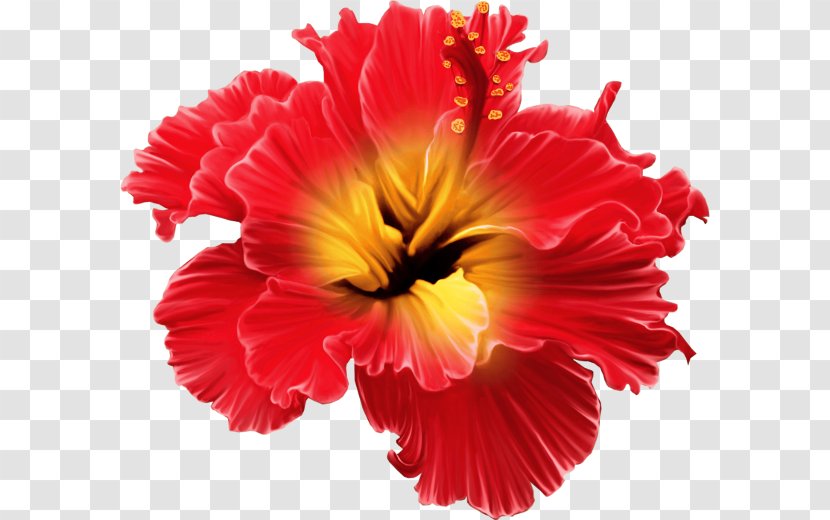 Flower Tropics Floral Design Clip Art - Annual Plant - Tropical Transparent PNG