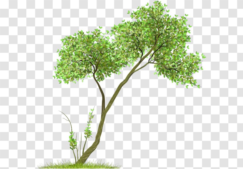 Clip Art Tree Image Transparency - Plant - Folha Caduca Conifer Transparent PNG