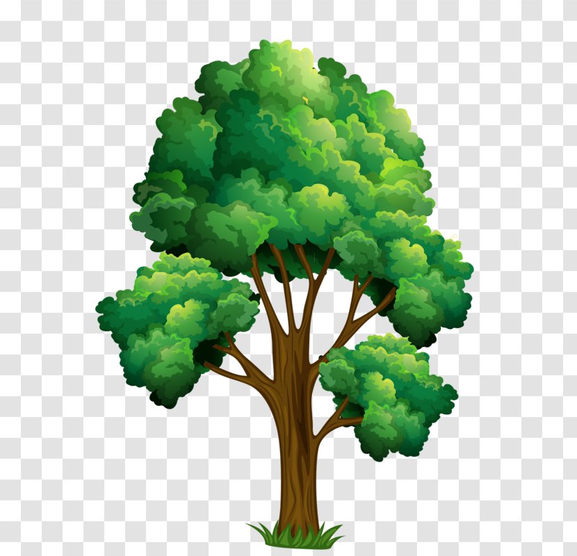 Clip Art Vector Graphics Tree Illustration Oak Transparent PNG