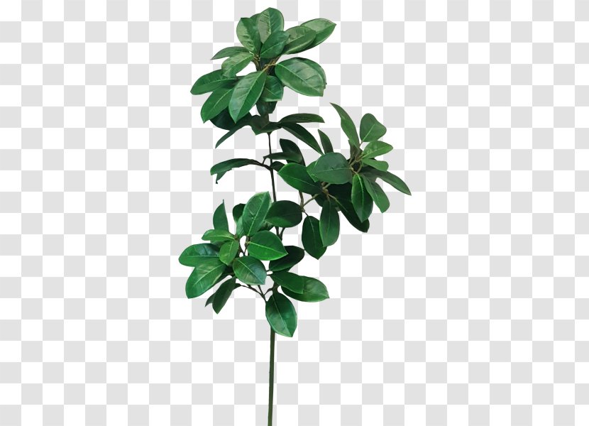 Leaf Shrub Plant Stem Cordyline Camellia - Flowers Material Transparent PNG