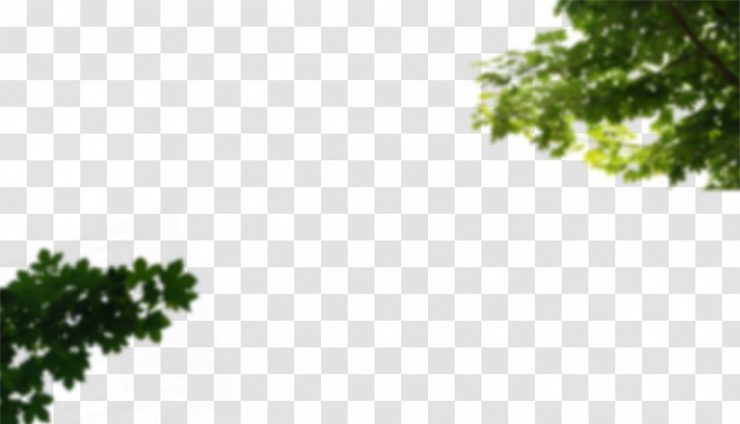 Rasadnik Nova Pazova Bamyan Branch Leaf Tree - Green - Cornus Transparent PNG