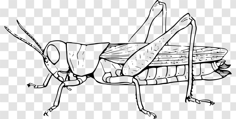 Grasshopper Clip Art - Illustration - Painted Black Cartoon Transparent PNG