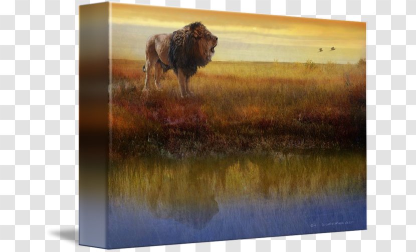 Painting Cattle Lion Wildlife Gallery Wrap - Printmaking - African Grasslands Transparent PNG