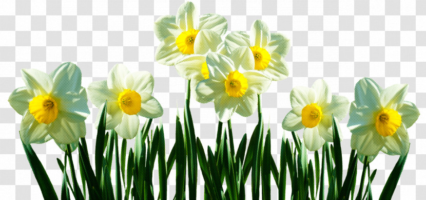 Wild Daffodil Bunch-flowered Daffodil Tulip Ornamental Plant Lily Transparent PNG