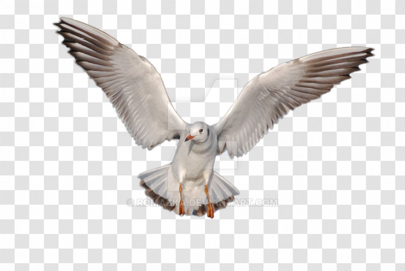 Gulls Bird Desktop Wallpaper - Falcon - Seagull Transparent PNG