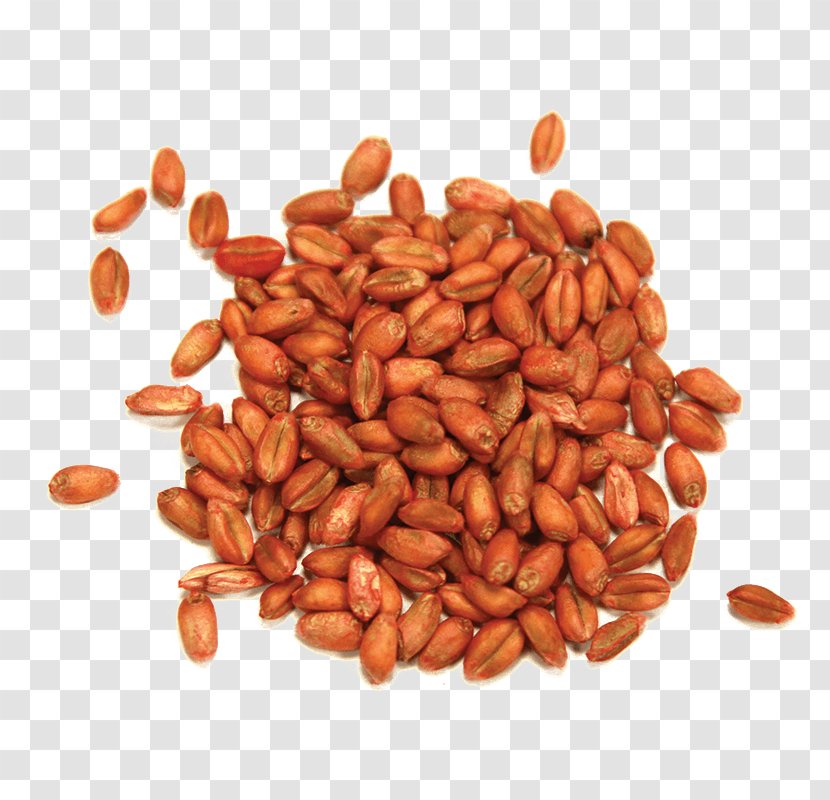 Peanut Commodity - Superfood - Wheat Seeds Transparent PNG