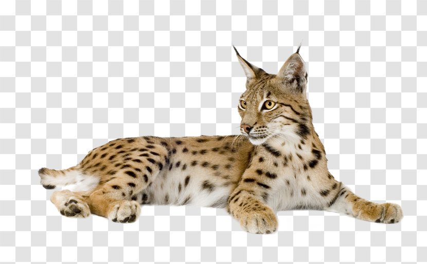 Felidae Bobcat Wildcat Caracal Stock Photography - Wildlife - Spotted Cat Transparent PNG